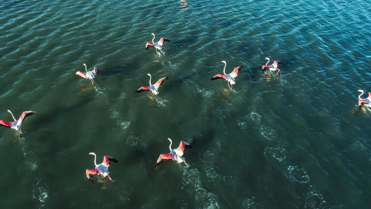 Nuits Salines Aigues-Mortes Kültér fotó